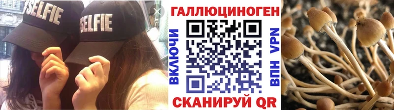 Псилоцибиновые грибы Cubensis  Апатиты 